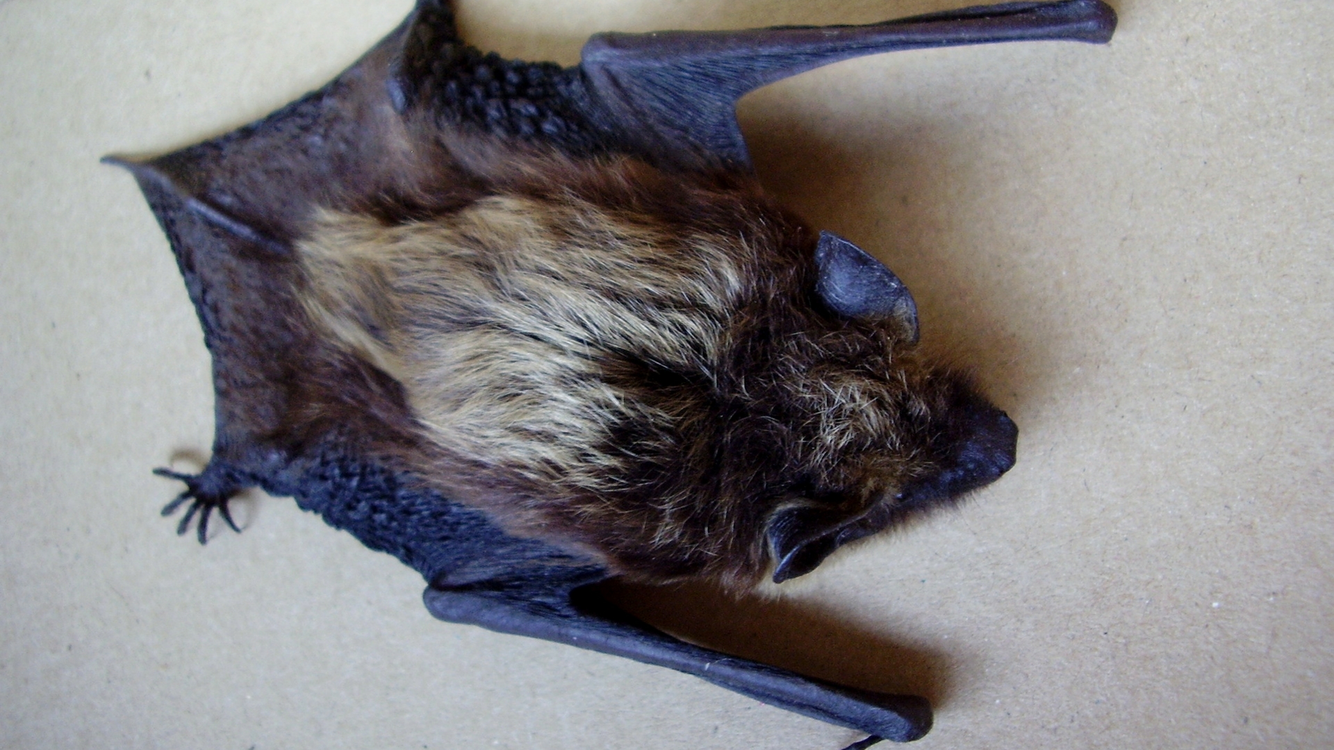 Scientists take inspiration from bats to optimize actuator design